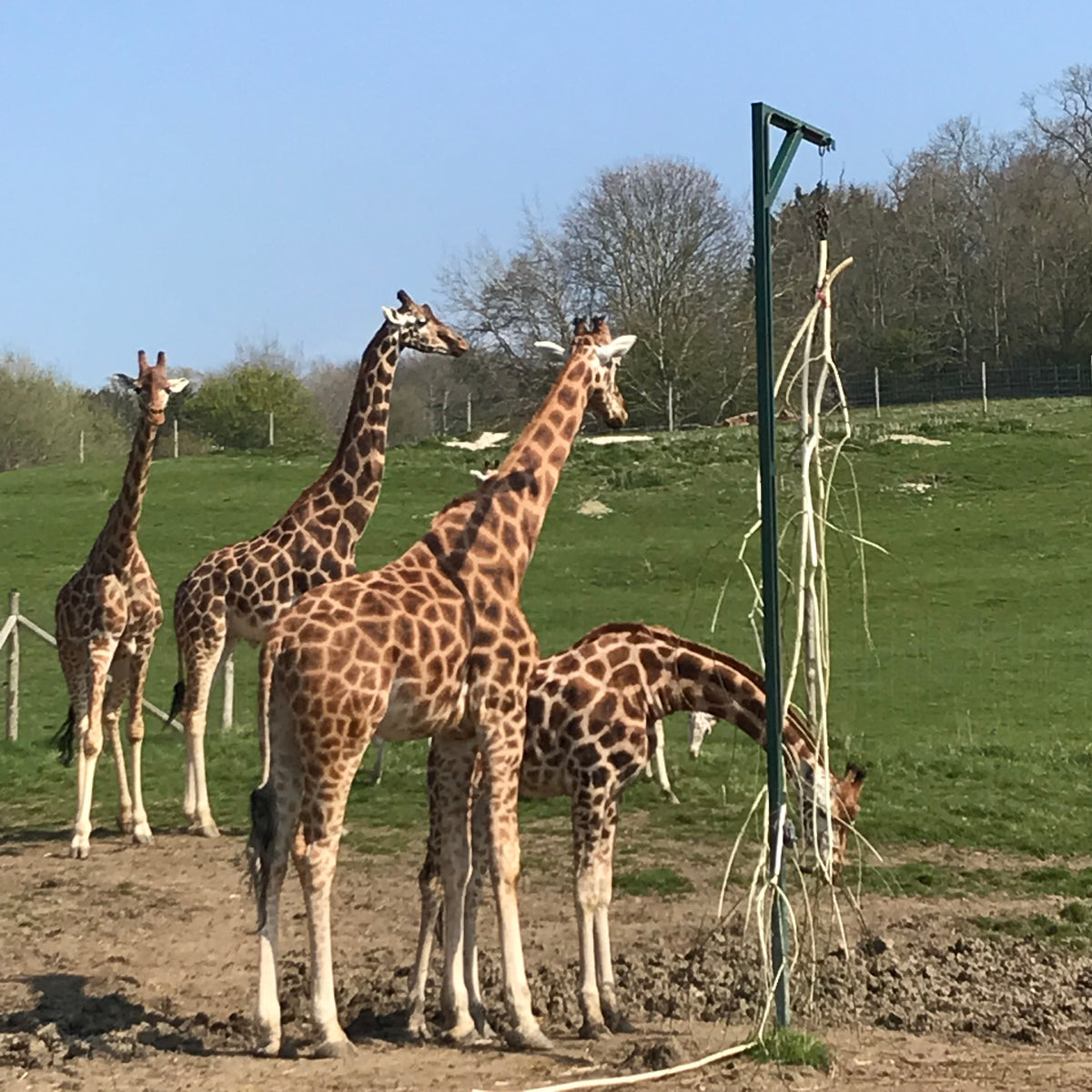 Welcome to our very first ExplorerBlog post! First up is Port Lympne Reserve & Hotel, Kent, UK